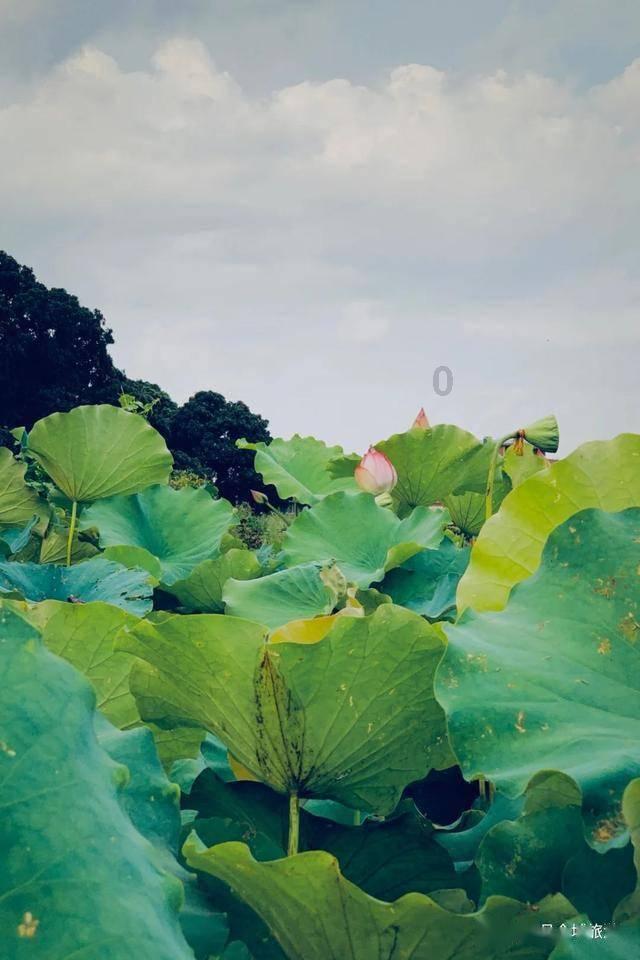 逗小猴开心系列207